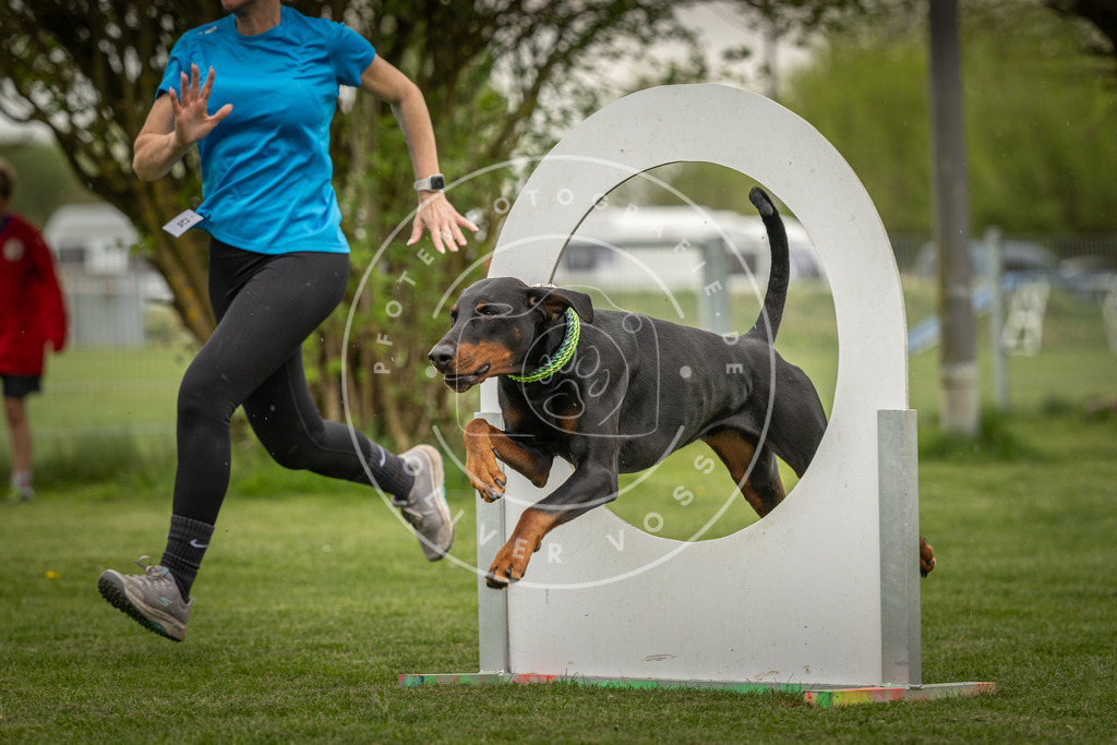 Pfotenfotografie_DV3A3000 | Hundefotografie, Tierfotograf, Pfotenfotografie, Fotoshooting Hund, Hunde Portrait, Hundesport, Hundeportraits, Heideshooting, Hunde, Sportfotograf, Hundefotograf, Turnierhundsport, THS,  - Realisiert mit Pictrs.com