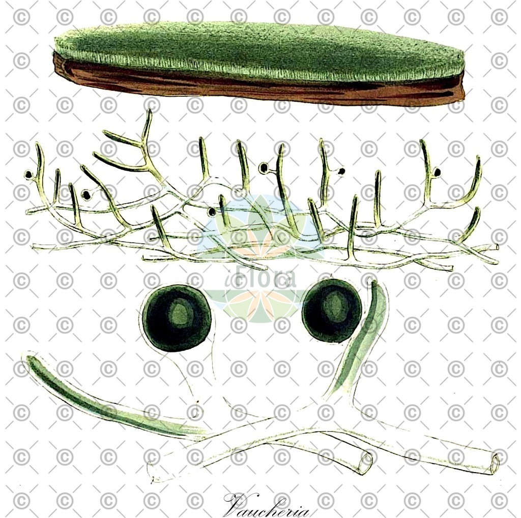 HistAbb_7Q67H_7_ENZY_Simple | Historische Abbildung von Vaucheria - Vaucheriaceae (0) | Historical Illustration of Vaucheria - Vaucheriaceae (0)