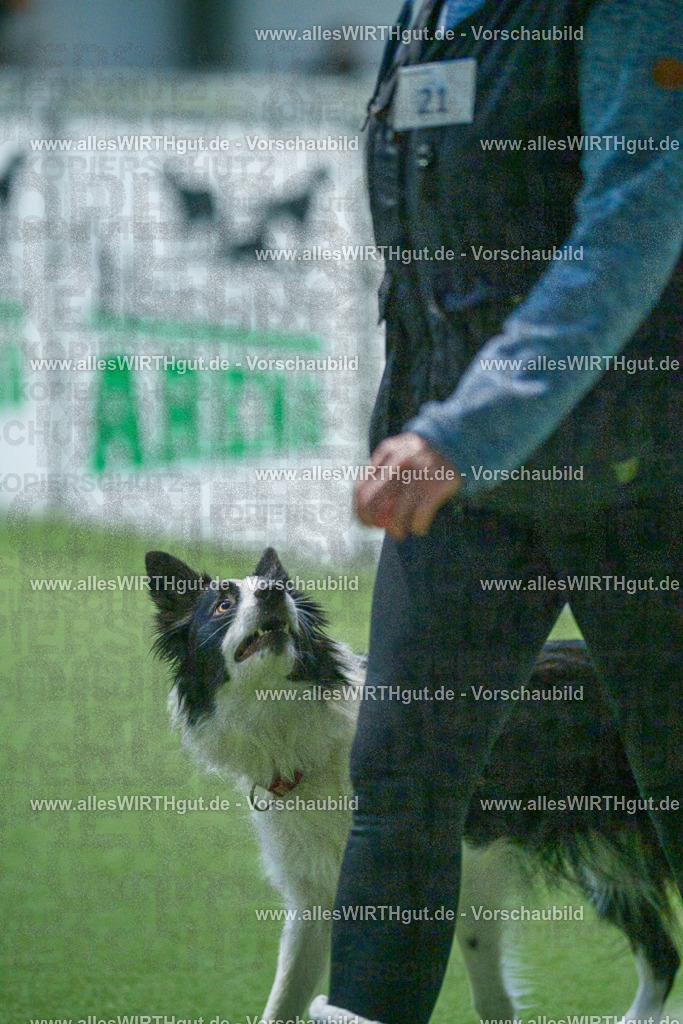 7R500993 | Professionelle Tierfotografie in Mönchengladbach von Daniel Wirth (allesWIRTHgut). Liebevolle & natürliche Bilder von Hunden & Katzen für unvergessliche Erinnerungen.