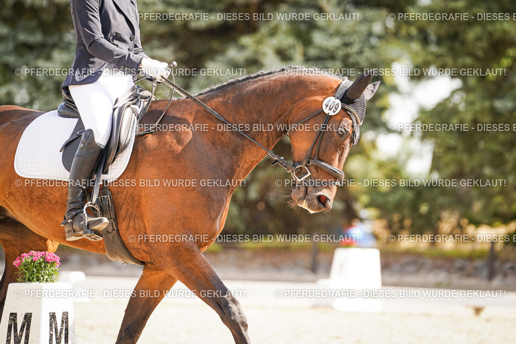 DSC00884 | Pferdegrafie