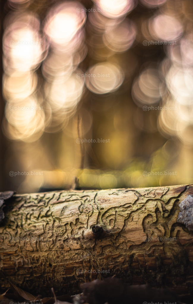 Holzsignatur | Holzwurmspuren im Wald. - Realisiert mit Pictrs.com