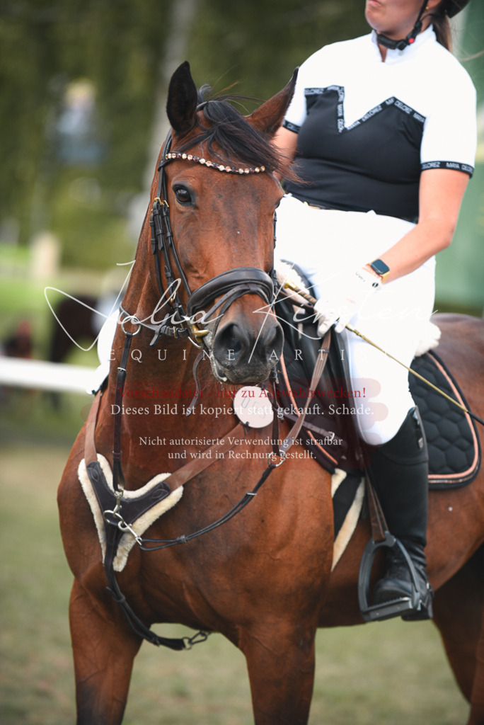 DSC_6711 | Pferde- und Turnierfotografie in Westsachsen. Pferdeportraits, Auftragszeichnungen und intuitive Kunst.