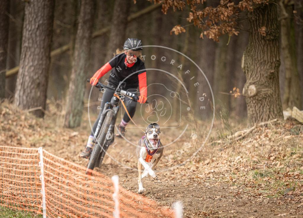 Pfotenfotografie_DV3A3108 | Hundefotografie, Tierfotograf, Pfotenfotografie, Fotoshooting Hund, Hunde Portrait, Hundesport, Hundeportraits, Heideshooting, Hunde, Sportfotograf, Hundefotograf, Turnierhundsport, THS,  - Realisiert mit Pictrs.com