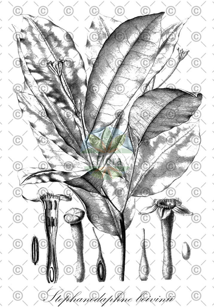 HistAbb_wfo-0000018312_1_ENZY_Simple | Historische Abbildung von Stephanodaphne boivinii - Thymelaeaceae | Historical Illustration of Stephanodaphne boivinii - Thymelaeaceae