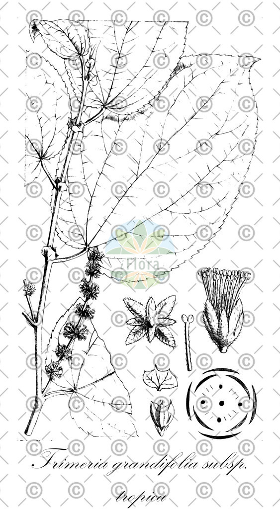 HistAbb_wfo-0000819183_1_ENZY_Simple | Historische Abbildung von Trimeria grandifolia subsp. tropica - Salicaceae | Historical Illustration of Trimeria grandifolia subsp. tropica - Salicaceae