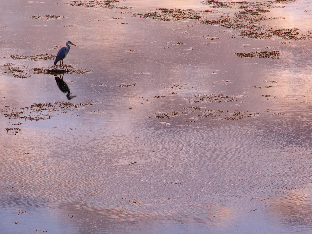 Graureiher im Himmelslicht | Graureiher steht im ruhigen Wasser, in dem sich die roten Wolken spiegeln - Realisiert mit Pictrs.com