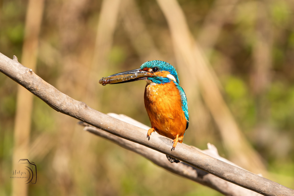 Frühstück | Holzisphotography, Landschaftsfotografie, Wildlifefotogorafie - Realisiert mit Pictrs.com