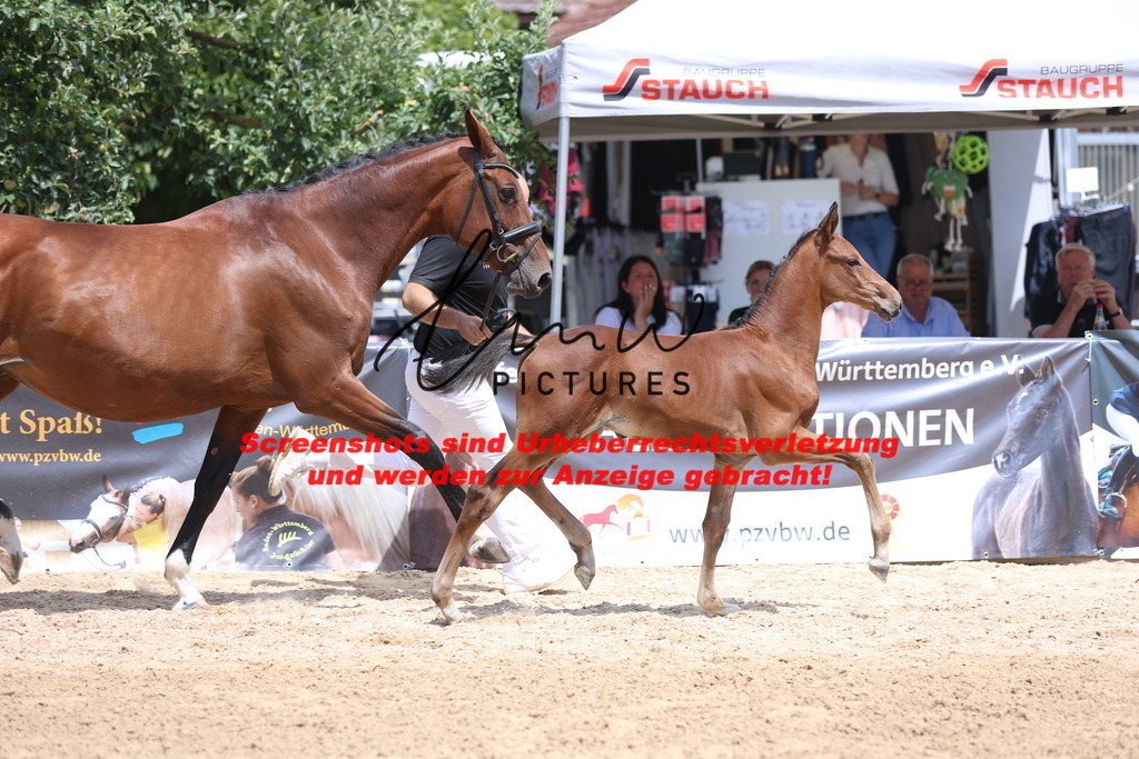 Fohlenschau_Schwäbisch_Hall_springbetonte_Fohlen_KN 19_15 | lmwpictures - Realisiert mit Pictrs.com