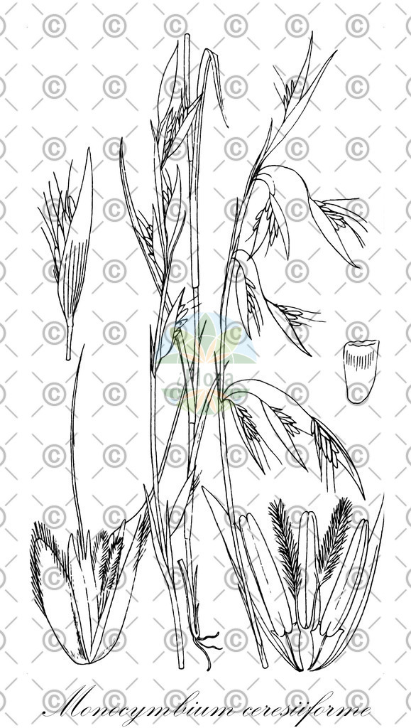 HistAbb_wfo-0001080737_1_ENZY_Simple | Historische Abbildung von Monocymbium ceresiiforme - Poaceae | Historical Illustration of Monocymbium ceresiiforme - Poaceae
