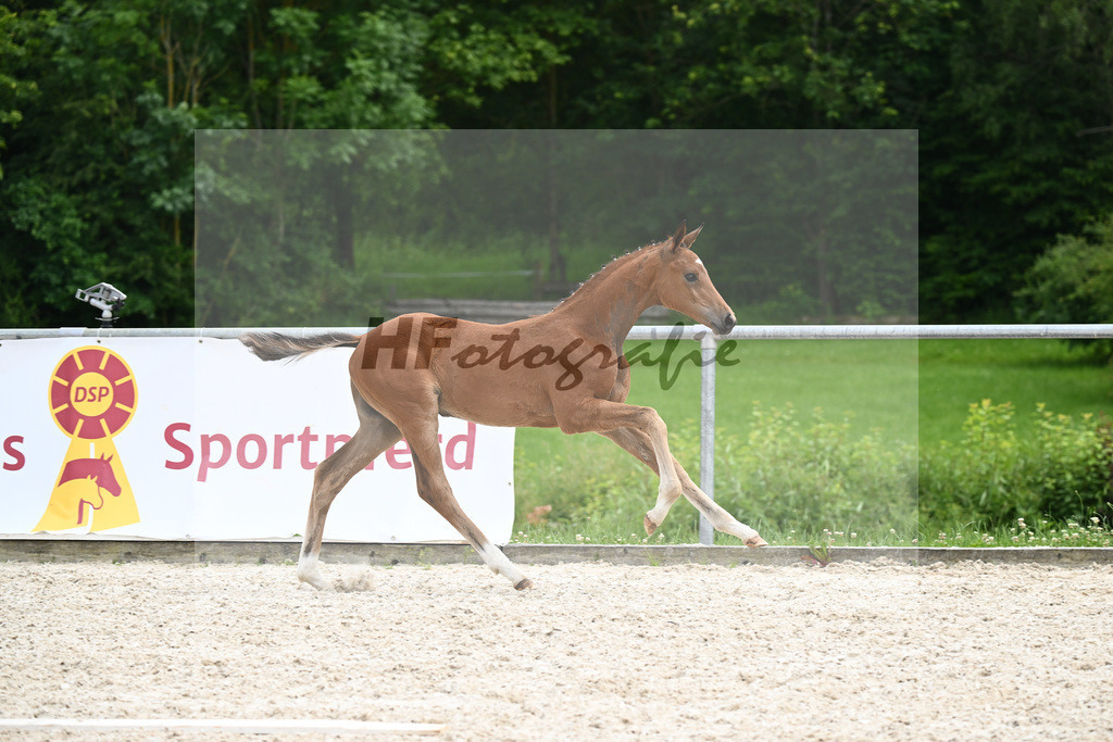 Sir Gribaldi x Florencio I_SF_Gestuet Greim_20240829 | hf-fotografie - Realisiert mit Pictrs.com