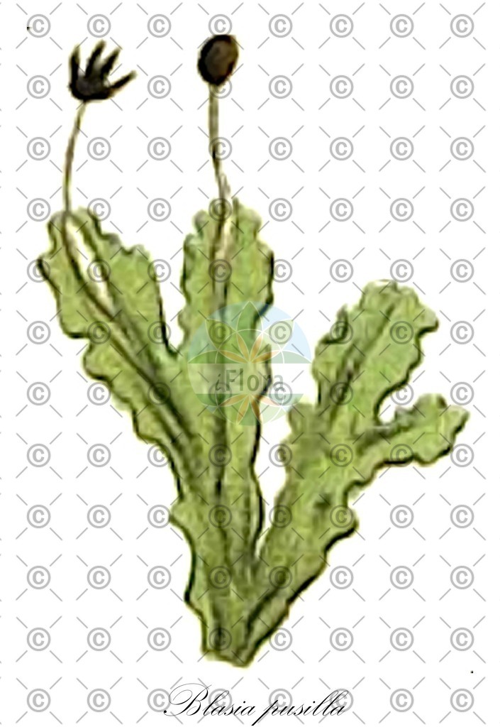 HistAbb_wfo-0001196148_4_ENZY_Simple | Historische Abbildung von Blasia pusilla - Blasiaceae | Historical Illustration of Blasia pusilla - Blasiaceae