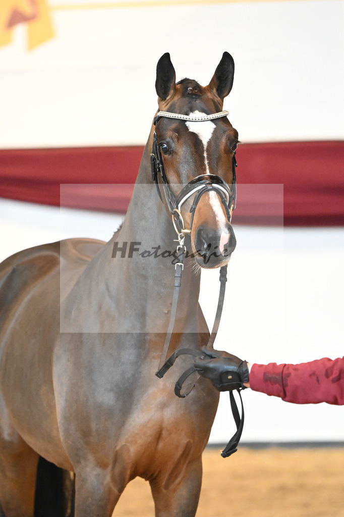 Kat-Nr. 61 v. Goldberg_Reglauer_66222009 | hf-fotografie - Realisiert mit Pictrs.com