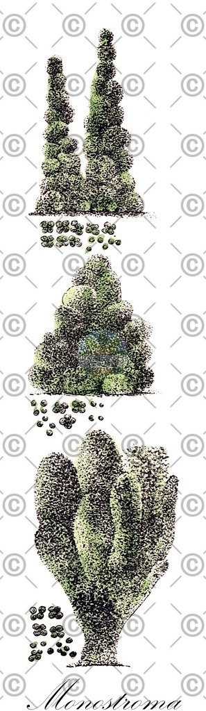 HistAbb_wfo-0000472991_2_ENZY_Simple | Historische Abbildung von Monostroma - Monostromataceae (0) | Historical Illustration of Monostroma - Monostromataceae (0)