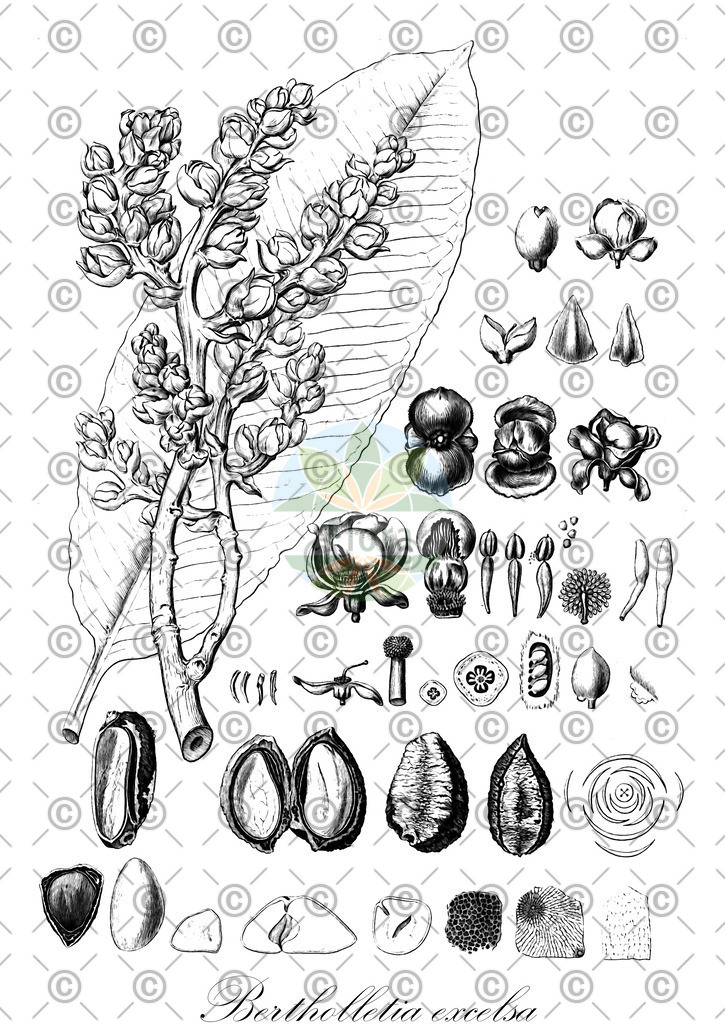 HistAbb_wfo-0000328519_1_ENZY_Simple | Historische Abbildung von Bertholletia excelsa - Lecythidaceae | Historical Illustration of Bertholletia excelsa - Lecythidaceae