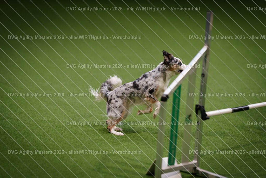 allesWIRTHgut_Tierfotografie-DVG_Agility_Masters_2026-16_38-7R504000 | Professionelle Tierfotografie in Mönchengladbach von Daniel Wirth (allesWIRTHgut). Liebevolle & natürliche Bilder von Hunden & Katzen für unvergessliche Erinnerungen.