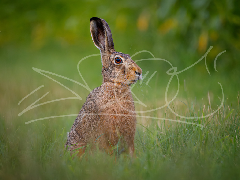 Feldhase | Naturschönheiten aus Deutschland. Pflanzen und Tiere, Insekten und Naturschauspiele. Alle schönen Details, die uns umgeben, fotografiert von Michi Moc.  - Realisiert mit Pictrs.com