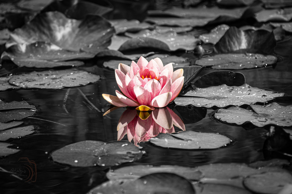 unbenannt-8743-Verbessert-RR-Bearbeitet-Bearbeitet | Holzisphotography, Landschaftsfotografie, Wildlifefotogorafie - Realisiert mit Pictrs.com