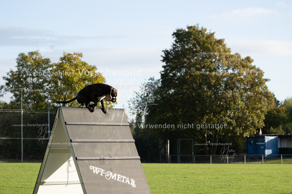 _16A6193 | Einzigartige Fotos von Hunden & Menschen –Actionfotos, Portraits, Vereinsaufnahmen & Paarshootings – authentisch, lebendig & mit Herz.