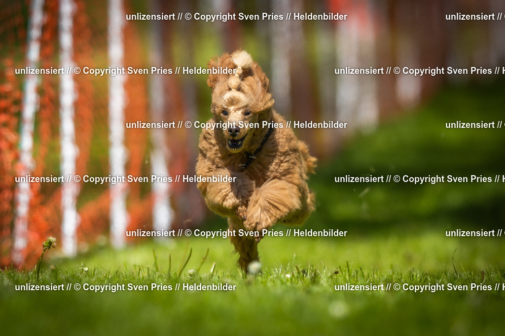 Hunderennen_April_2026_458 | 2026-04-26 - Hunderennen Baden-Oos April 2026 - Realisiert mit Pictrs.com