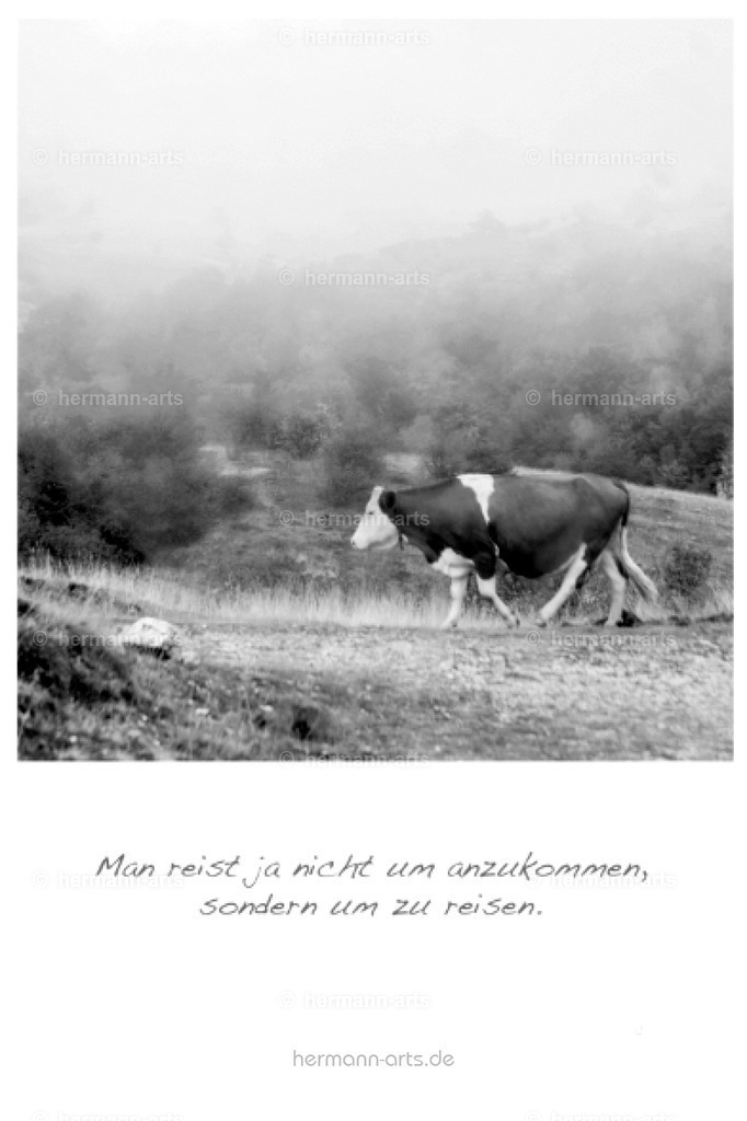 PK_Zitate_10x15_BW-067 | Photo Foto Kunst Art schwarzweiss Bilder Rheine Münster Berlin Blumen 