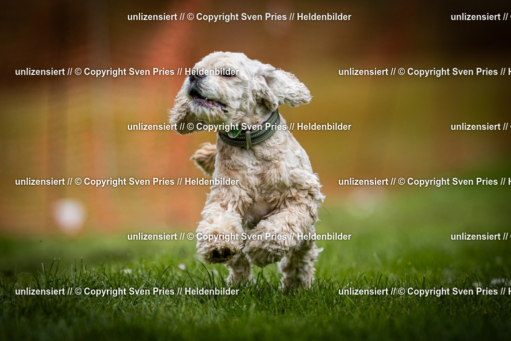 Sven Pries | 2025-04-13 - Hunderennen Baden-Baden - Realisiert mit Pictrs.com