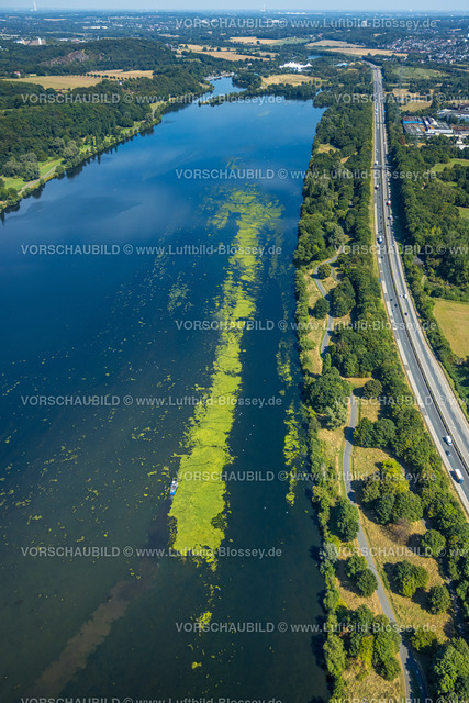 Witten220808515 | Luftbild, Kemnader See mit Elodea Blaualgen Wasserpest, mit  Mähboot, Westherbede, Witten, Ruhrgebiet, Nordrhein-Westfalen, Deutschland
