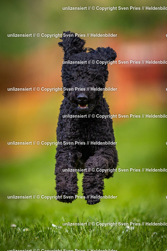 Sven Pries | 2025-04-13 - Hunderennen Baden-Baden - Realisiert mit Pictrs.com