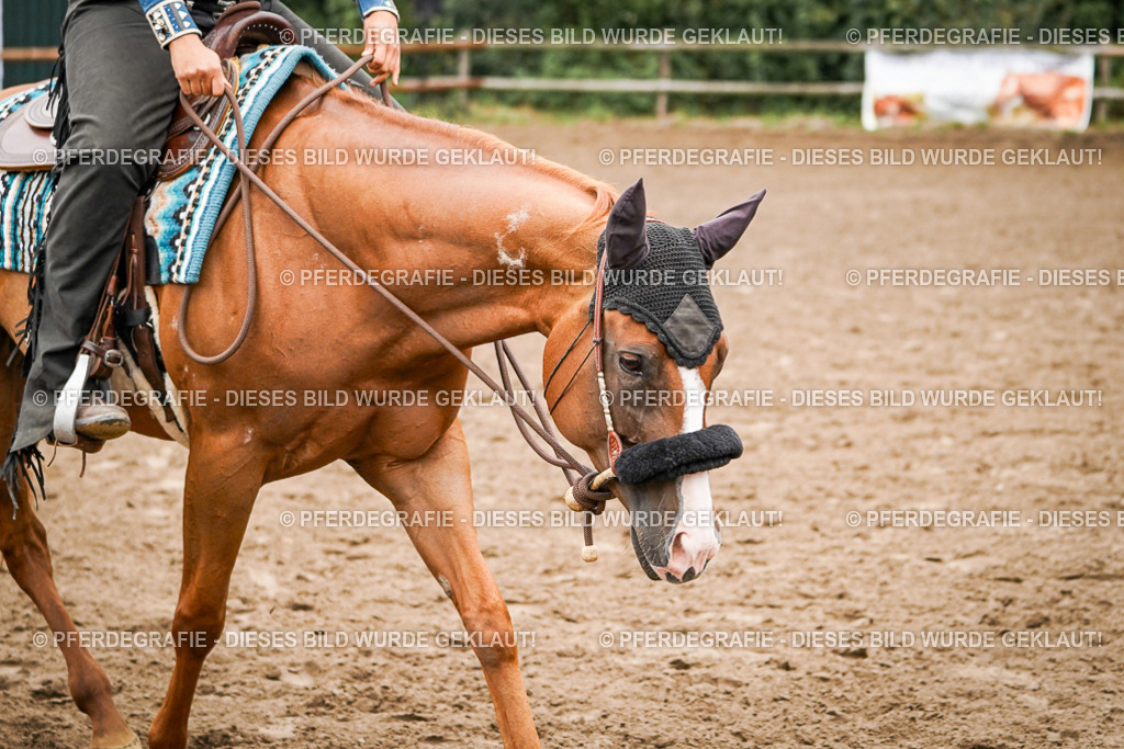 DSC02291 | Pferdegrafie