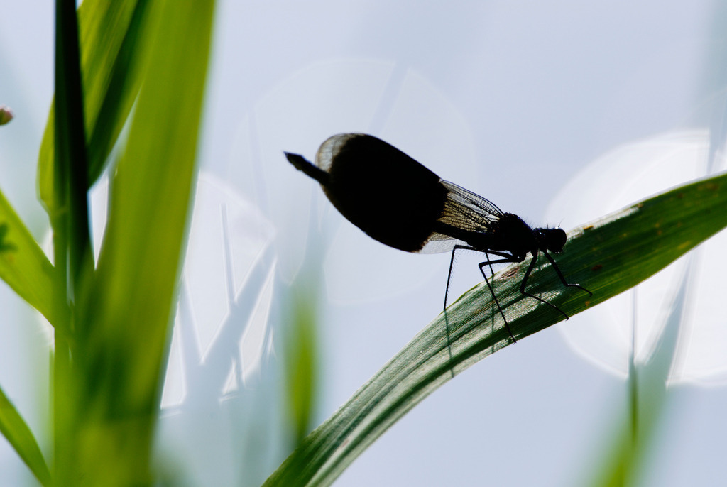 Gebaenderte Prachtlibelle | Heiligenkreuz, Austria - March 17, 2011: Gebaenderte Prachtlibelle im Gegenlicht. - Realisiert mit Pictrs.com