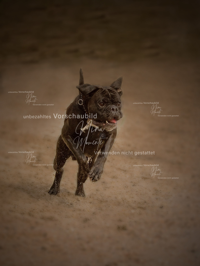 _16A8316-1 | Einzigartige Fotos von Hunden & Menschen –Actionfotos, Portraits, Vereinsaufnahmen & Paarshootings – authentisch, lebendig & mit Herz.