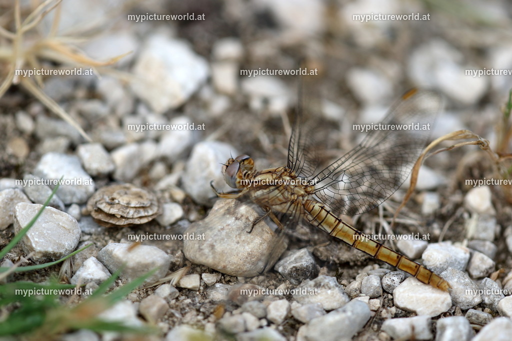Südlicher Blaupfeil-004 | Das Bilderarchiv über Tiere, Planzen und Landschaften. In der Bilddatenbank finden Sie ein große Auswahl an hochwertigen Bilder für Ihre Werbung - Realisiert mit Pictrs.com