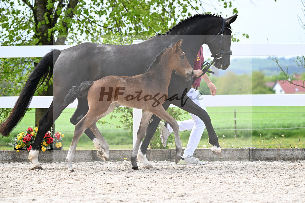 Kat-Nr. 18 HF La Paix x Escamillo_Kusterer_23260478 | hf-fotografie - Realisiert mit Pictrs.com