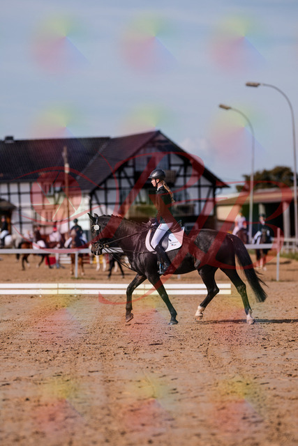 2026_10_03_Siefer-Hof_115442_Z81_94321574 | Professionelle Reitsport-, Turnier- und Eventfotografie von Robert Broda. Galerien mit ausgewählten und bearbeiteten Bildern direkt online ansehen und bestellen.