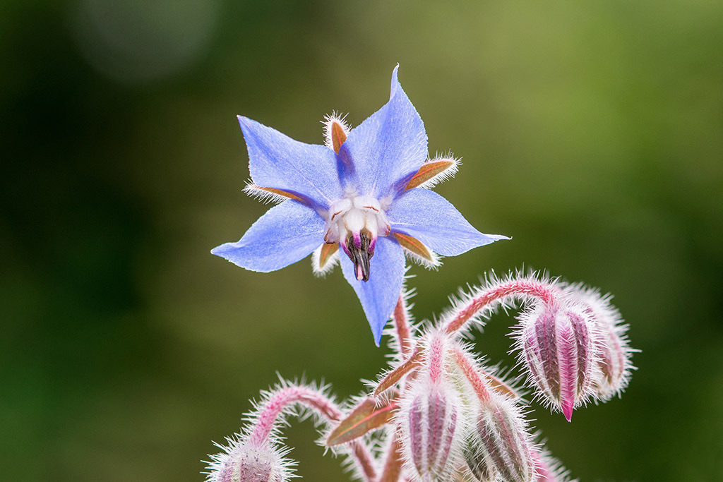 Blaue Borretsch Blüte | Fotos mit schönen Motiven aus der Region Basel. - Realisiert mit Pictrs.com