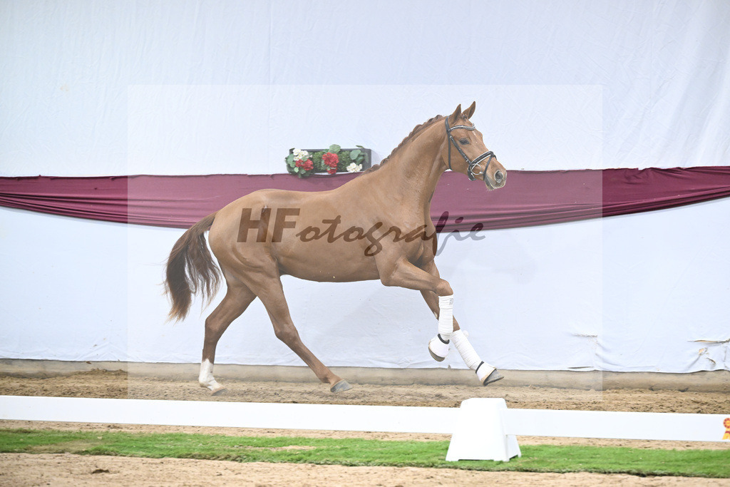 Kat-Nr. 135 Value x For Romance I_Drews Reutalmuehle eGbR_47254610 | hf-fotografie - Realisiert mit Pictrs.com