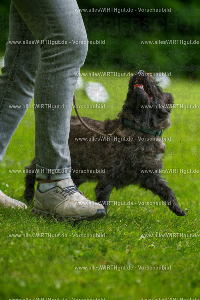 @allesWIRTHgut_Tierfotografie - www.allesWIRTHgut.de - 130107-7R509681 | Professionelle Tierfotografie in Mönchengladbach von Daniel Wirth (allesWIRTHgut). Liebevolle & natürliche Bilder von Hunden & Katzen für unvergessliche Erinnerungen.