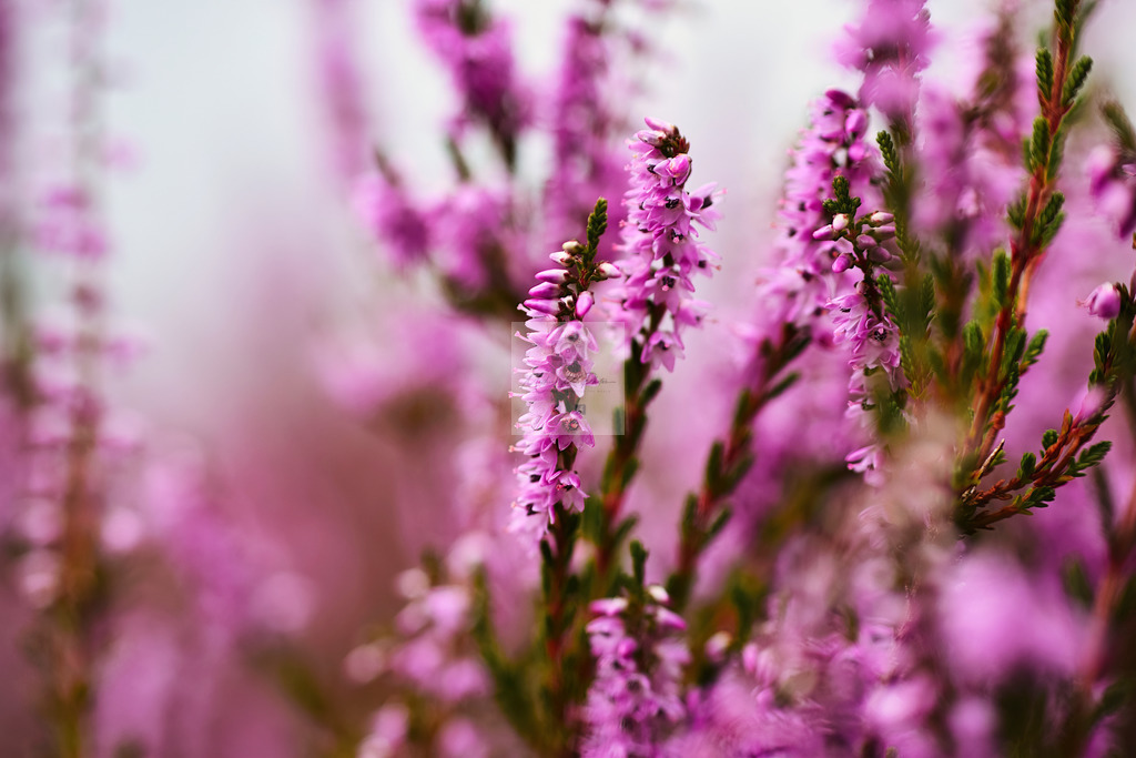 Makro - floral (61) | Buche Fotoshootings und entdecke hochwertige Fotoprodukte bei Mathias Ku Photos. Personalisiert, kreativ & mit Liebe zum Detail. Jetzt informieren! - Realisiert mit Pictrs.com