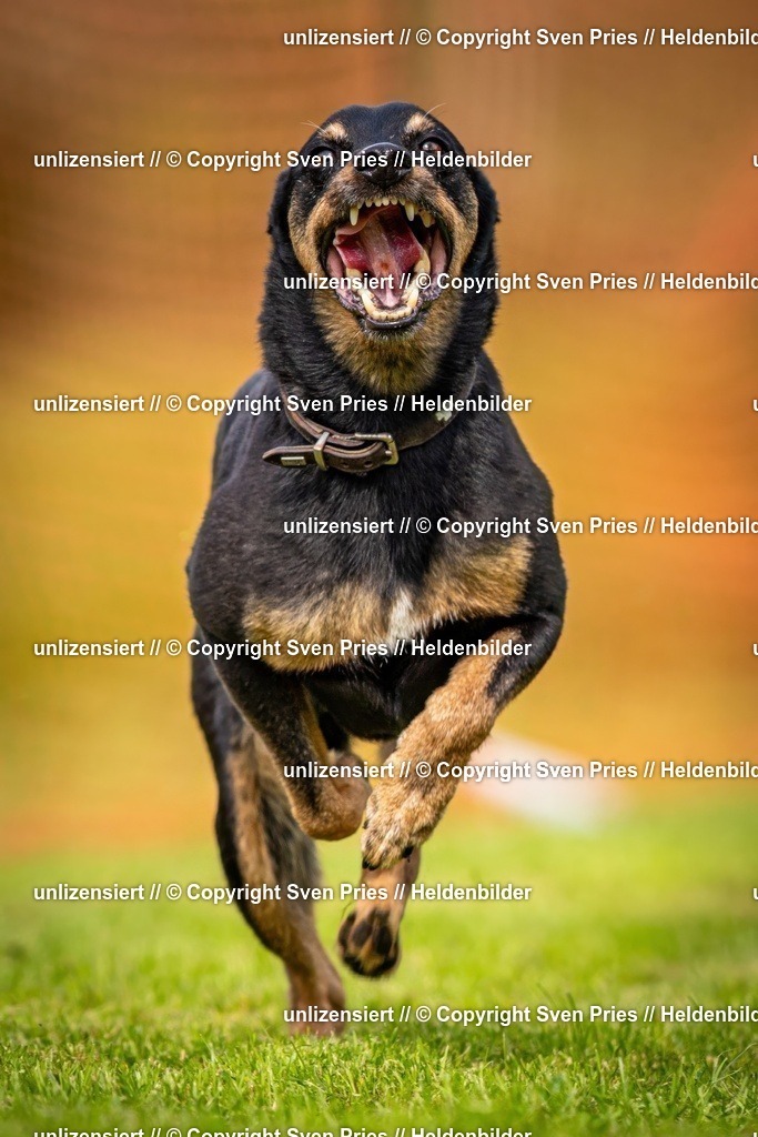 Sven Pries | 2024-09-22 - Hunderennen Baden-BadenPudelverein - Realisiert mit Pictrs.com