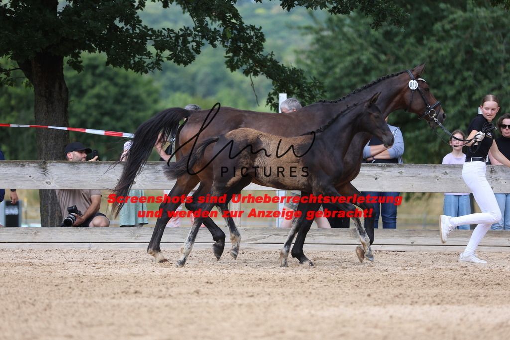 Fohlenschau_Schwäbisch_Hall_dressurbetonte_Fohlen_Goldring_KN 10_1 | lmwpictures - Realisiert mit Pictrs.com