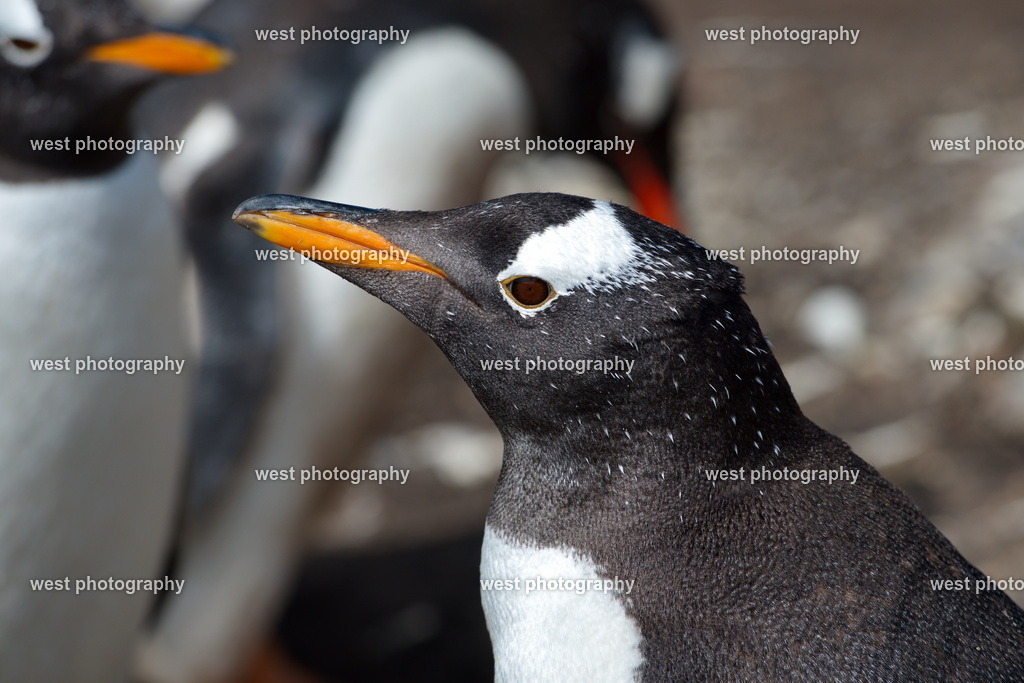 Gentoo Penguin 5 SLI - FLK 2014 | west photography - Realisiert mit Pictrs.com