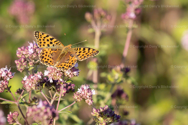 201814 | Tierfotografie, Tierkalender, Tierbilder, Insekten, Spinnen, Vögel, Schmetterling, Libellen, Leinwand, Colorkey, Qualität, Geschenkartikel, Geschenk - Realisiert mit Pictrs.com