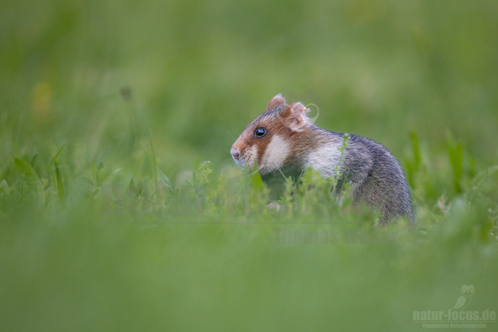 R5NF5959_20240511 | Der Feldhamster (Cricetus cricetus) ist die einzige Art der Gattung Hamster in Europa und etwa so groß wie ein Meerschweinchen. Er legt einen weit verzweigten Bau unter dem Acker an. Der hübsche Nager ernährt sich von Getreide und anderen Feldfrüchten und hält von circa Oktober bis April einen festen Winterschlaf. - Realisiert mit Pictrs.com