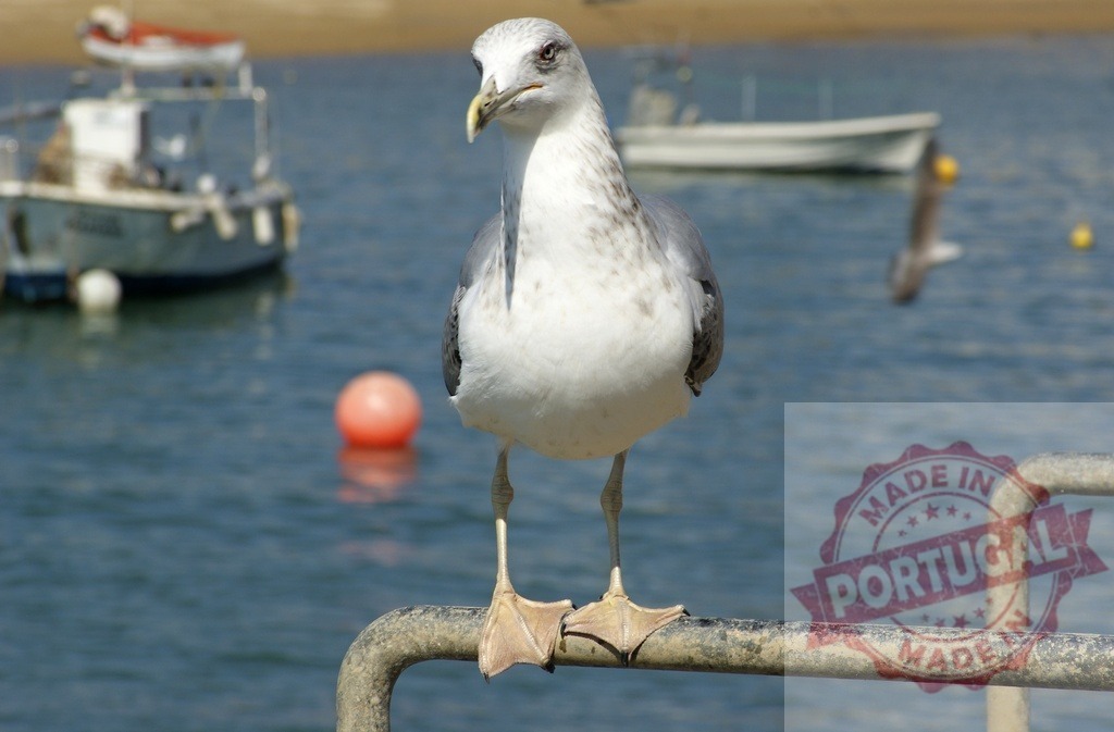 Seagull perching on railing with boats in background | Seagull standing on a metal railing in a harbor with fishing boats on blue water - Realisiert mit Pictrs.com