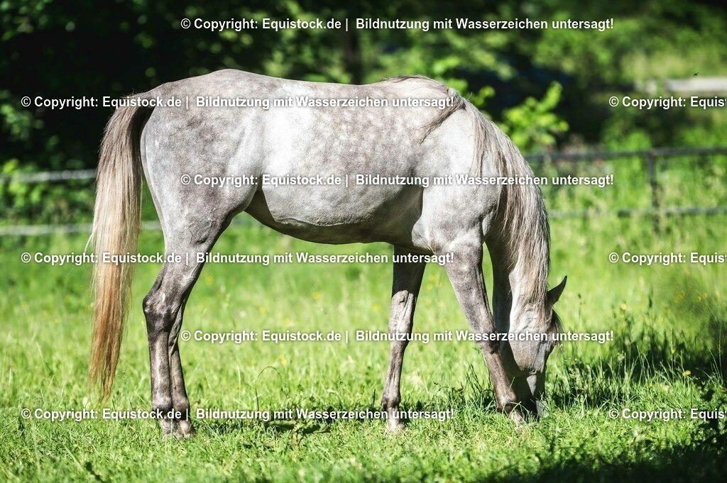 20210617_Araber_Marbach_Koppel_0014 | Foto: Thomas Hartig