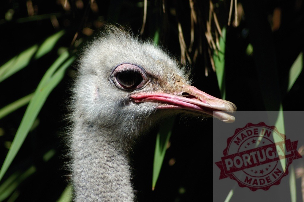 Ostrich head and neck profile watching from dark background | Ostrich head and long neck in profile, observing surrounded by green leaves - Realisiert mit Pictrs.com