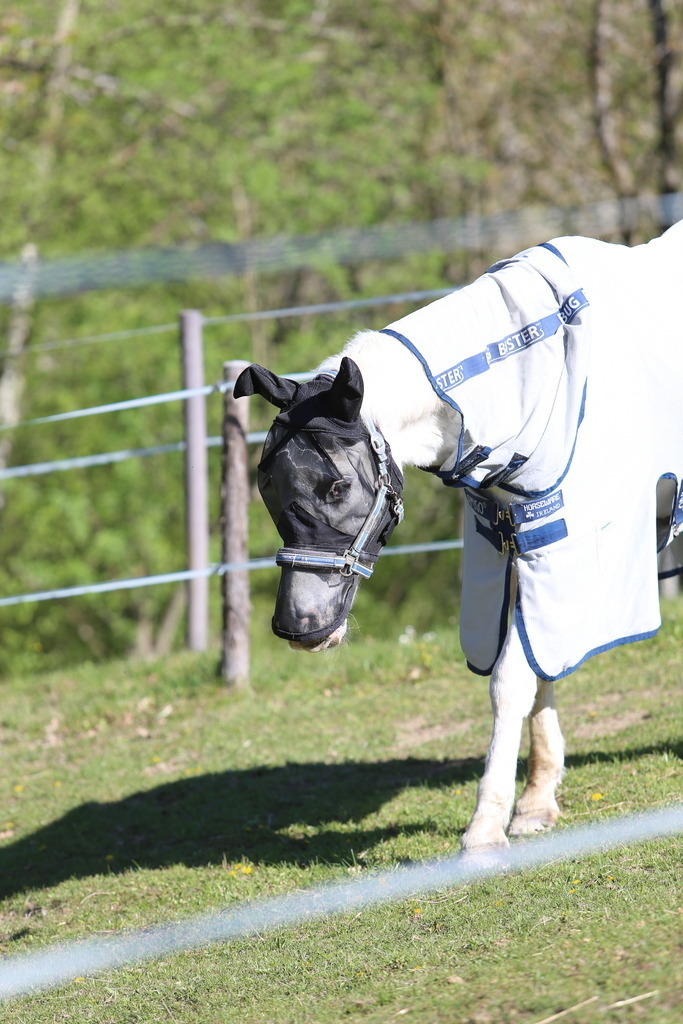 DL2Q3090 | Willkommen bei Brunnmayr - Design & Fotografie – Ihrem Spezialisten für Reitturniere und Pferdeveranstaltungen in Oberösterreich, Salzburg und Bayern! Seit über 17 Jahren sind wir leidenschaftlich dabei.