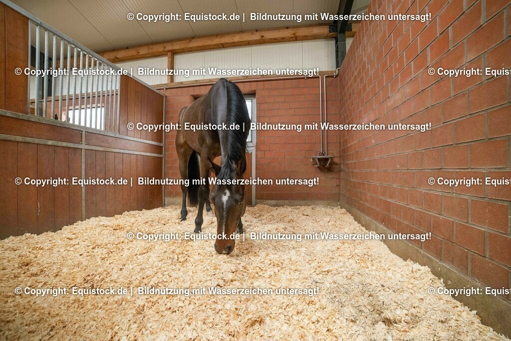 20190409_Einstreu_in_Pferdebox_0057 | Foto: Thomas Hartig