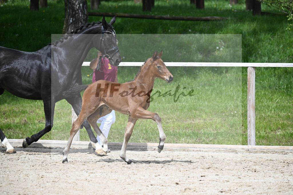 Va Bene x De Niro_HF_Eder_11240674 | hf-fotografie - Realisiert mit Pictrs.com