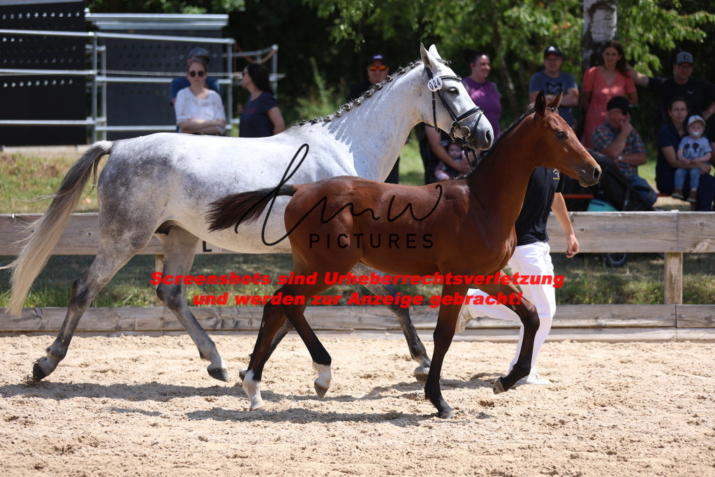 Fohlenschau_Schwäbisch_Hall_springbetonte_Fohlen_KN 24_9 | lmwpictures - Realisiert mit Pictrs.com