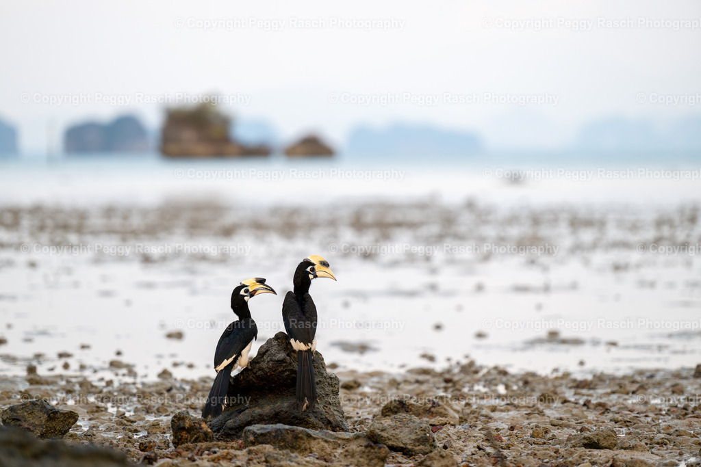 Thailand_Hornbills_2025 (14) | PeggyRaschPhotography - Realisiert mit Pictrs.com